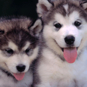 Puppies dogs live wallpaper Apk