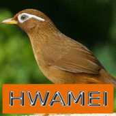 Master Kicau Hwamei/Wambi Apk