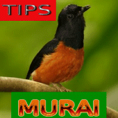 Tips Perawatan Murai Batu Apk