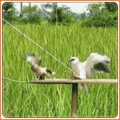 bird trap Apk