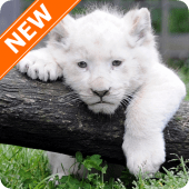 White Lion Wallpapers Apk