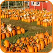 Pumpkin Patch Apk