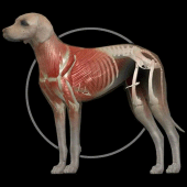 Dog Anatomy: Canine 3D Apk