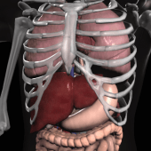 Anatomy 3D: Organs Apk