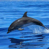 Dolphin wallpapers Apk