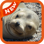 Sea Lion Wallpaper Apk