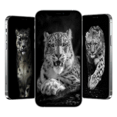 Snow Leopard Wallpaper Apk