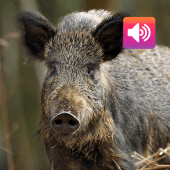 Wild boar: Sounds & Calls Apk