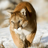 Cougar & Mountain Lion Sounds Apk