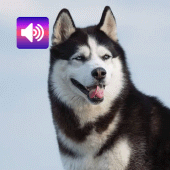 Siberian Husky: Sound,Ringtone Apk