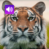 Tiger Sounds: Ringtone,Alarm Apk