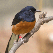 White-rumped shama Apk