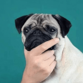 Funny Sticker - WAStickerApps Apk