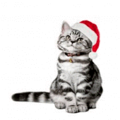 animal christmas images Apk