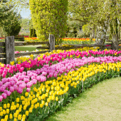 Tulips Flowers Wallpapers Apk