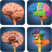 My Brain Anatomy Apk