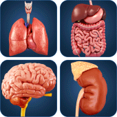 My Organs Anatomy Apk