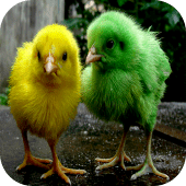 Chicks Wallpapers Apk