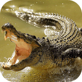 Crocodile Wallpapers Apk