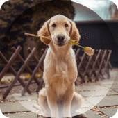 Dogs Wallpapers Apk