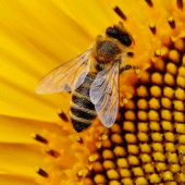 Bee Wallpapers Apk