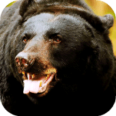 Bear Wallpapers HD & 4k Backgrounds Apk