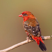 Beautiful And Breathtaking Rare Bird wallpapers HD Apk