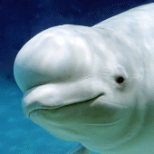 The Beluga Whale Apk