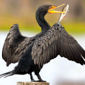 The Cormorant Apk