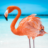 The Flamingo Apk