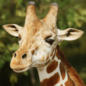 The Giraffe Apk