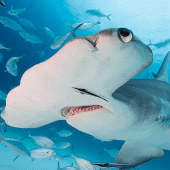 The Hammerhead Shark Apk