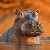 The Hippo Apk