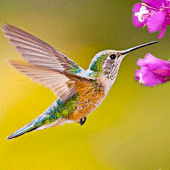 The Hummingbird Apk