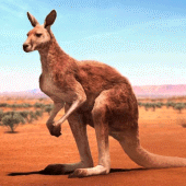 The Kangaroo Apk