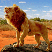 The Lion Apk