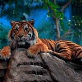 The Tiger Apk