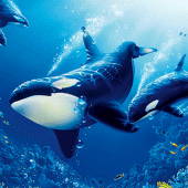 The Killer Whale Apk