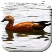 Duck Live Wallpaper Apk