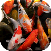 Koi Live Wallpaper Apk