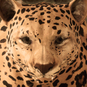 Ultimate Leopard Simulator Apk