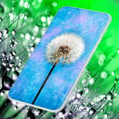 Dandelion Live Wallpaper Apk