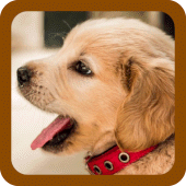 DOG PUPPY WALLPAPERS Apk