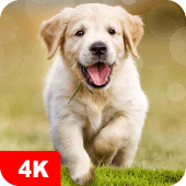 Dog Wallpapers & Puppy 4K Apk