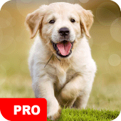 Dog Wallpapers PRO Apk