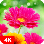 Flower Wallpapers 4K Apk