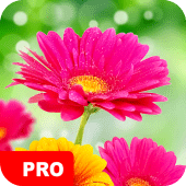 Flower Wallpapers PRO Apk