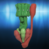 ATP Synthase [AR] Apk