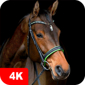 Horse Wallpapers 4K Apk