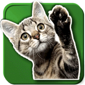 WASticker Cats Apk